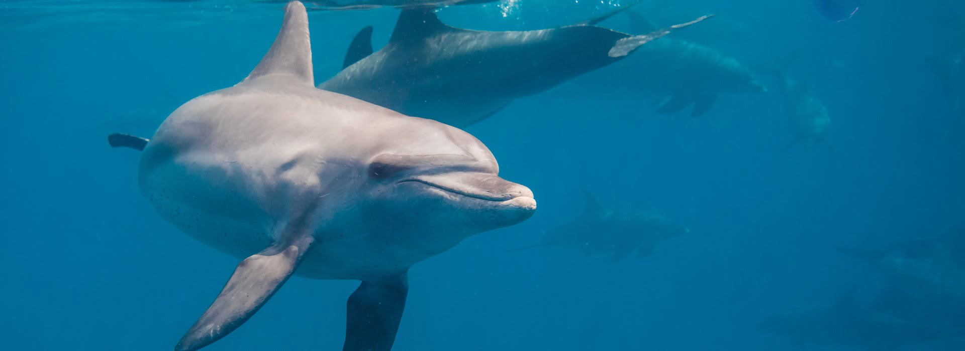 pristine reefs and plentiful marine life 