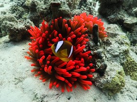 Thistlegorm and Salem Express