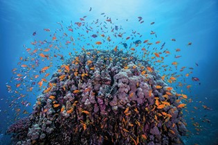 Diving Holidays Egypt: Your Ultimate Guide to Unforgettable Underwater Adventures